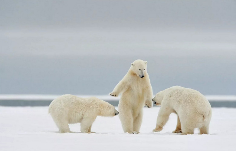 Представлены работы финалистов премии Comedy Wildlife Photography Awards 2024