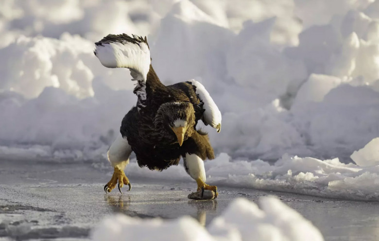 Представлены работы финалистов премии Comedy Wildlife Photography Awards 2024