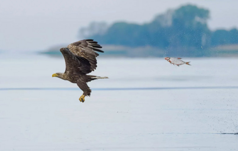 Представлены работы финалистов премии Comedy Wildlife Photography Awards 2024