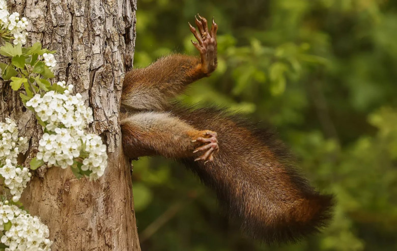 Представлены работы финалистов премии Comedy Wildlife Photography Awards 2024