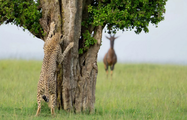 Представлены работы финалистов премии Comedy Wildlife Photography Awards 2024