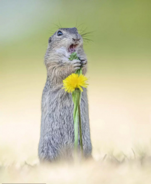 Представлены работы финалистов премии Comedy Wildlife Photography Awards 2024