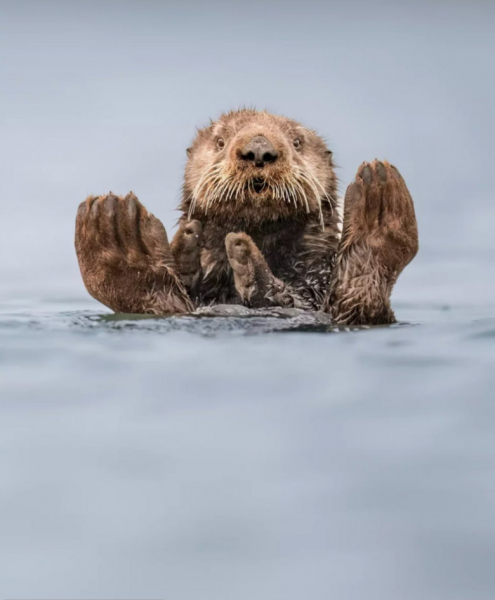 Представлены работы финалистов премии Comedy Wildlife Photography Awards 2024