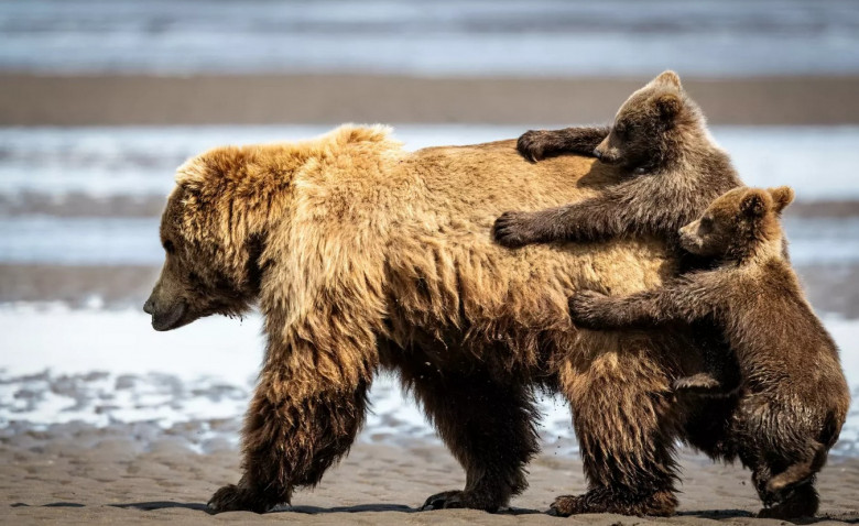 Представлены работы финалистов премии Comedy Wildlife Photography Awards 2024