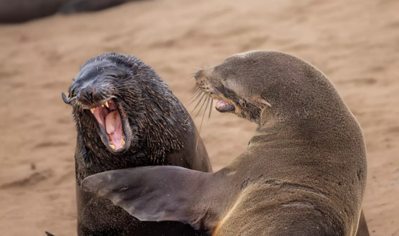 Представлены работы финалистов премии Comedy Wildlife Photography Awards 2024