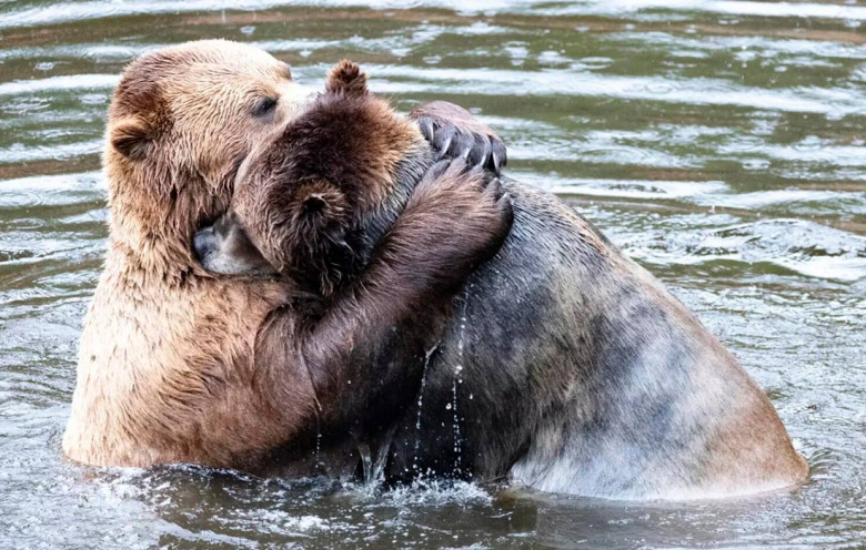 Представлены работы финалистов премии Comedy Wildlife Photography Awards 2024