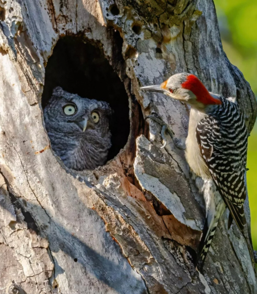 Представлены работы финалистов премии Comedy Wildlife Photography Awards 2024