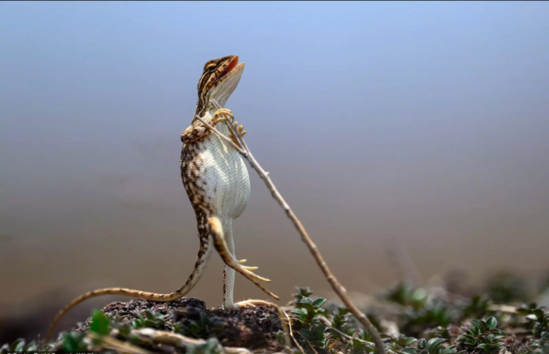 Представлены работы финалистов премии Comedy Wildlife Photography Awards 2024